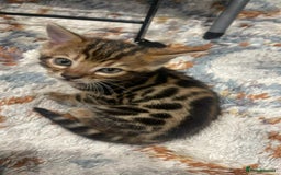 Bengal cats for sale: Bengal  - Image 7