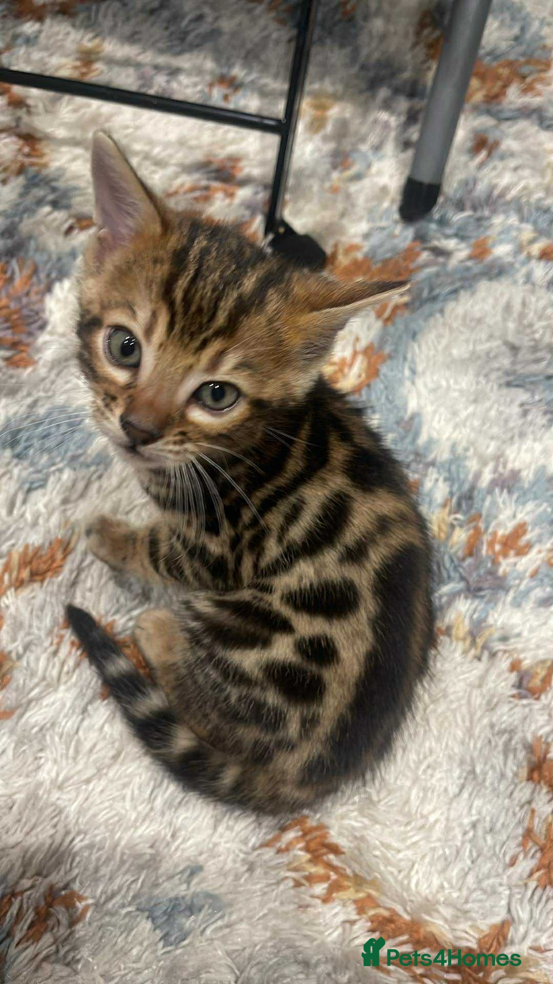 Bengal cats for sale: Bengal  - Image 7