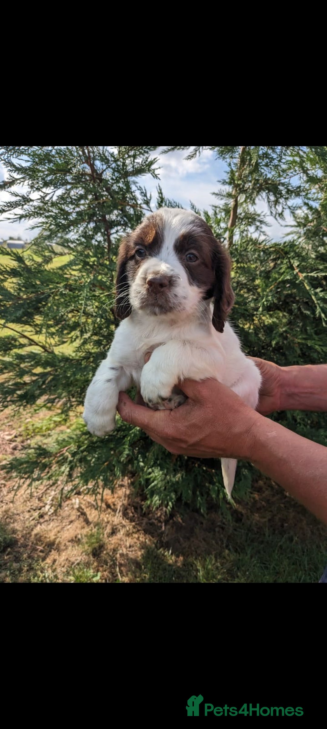 Sprocker dogs for sale: Sprocker pups  - Advert 3