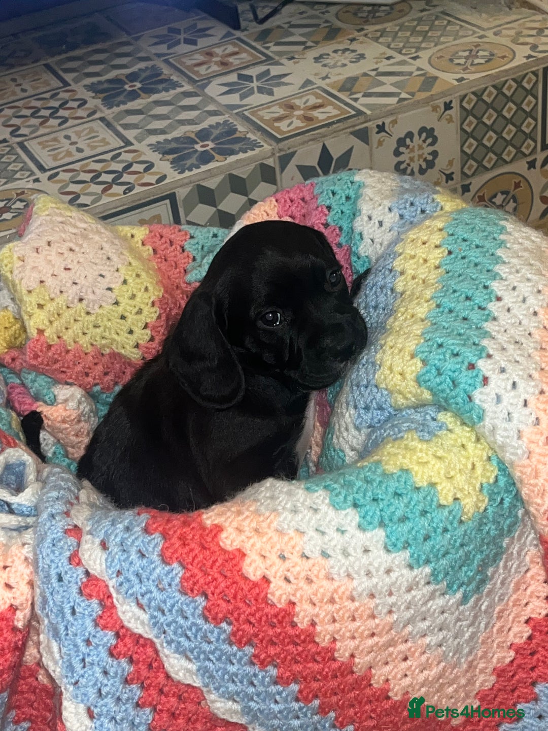 Mixed Breed dogs for sale: F2 cockapoo cross Spaniel cross  - Advert 5