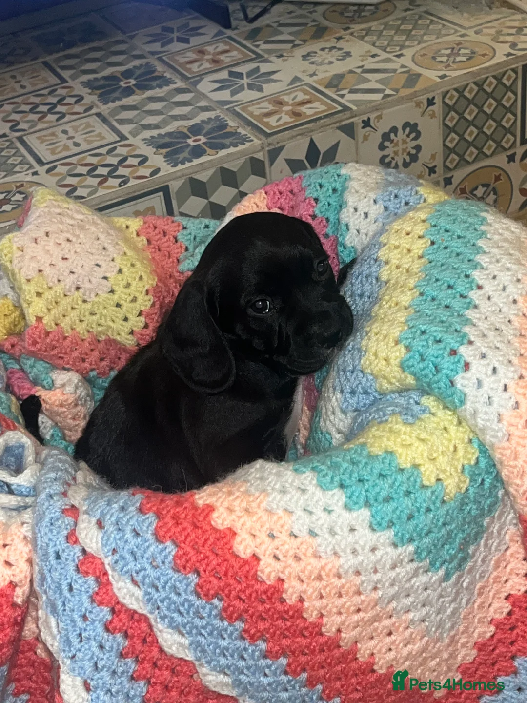 Mixed Breed dogs for sale: F2 cockapoo cross Spaniel cross  - Advert 5