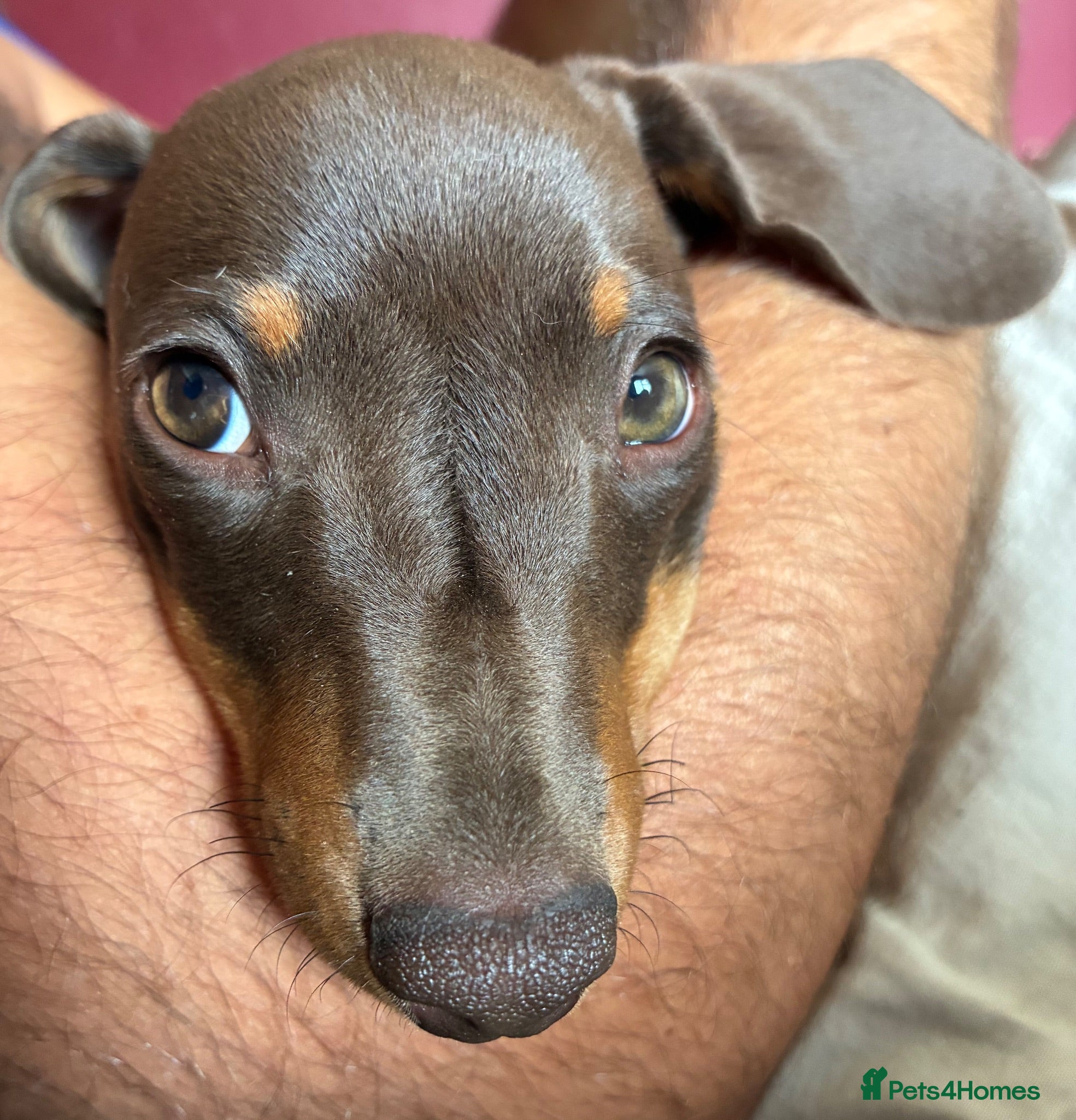 Miniature Dachshund dogs Beautiful miniature dachshund puppies  - Advert 2
