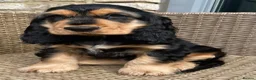 Cocker Spaniel dogs for stud: BLACK AND TAN Show cocker spaniel STUD - Advert 2