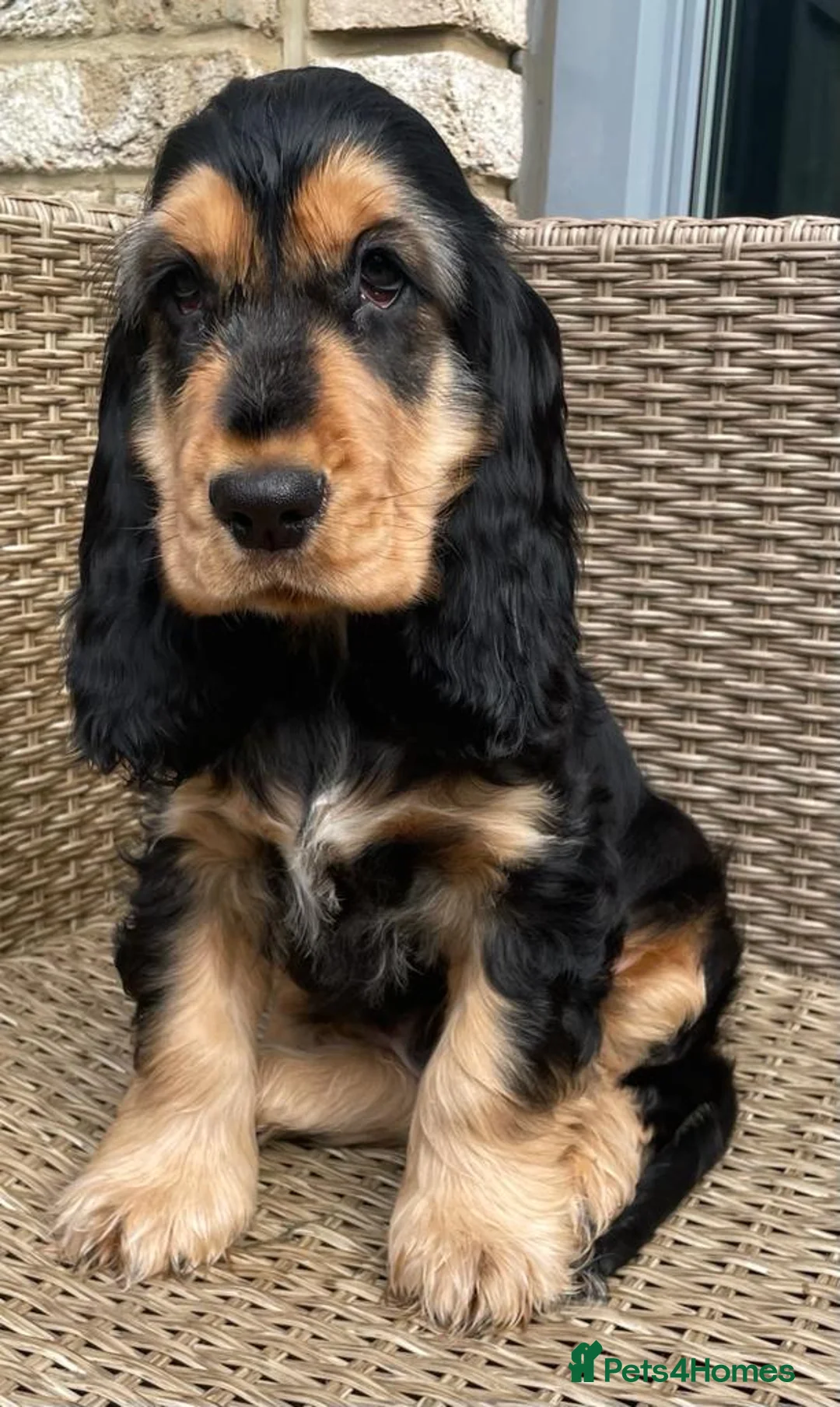 Cocker Spaniel dogs for stud: BLACK AND TAN Show cocker spaniel STUD - Advert 2