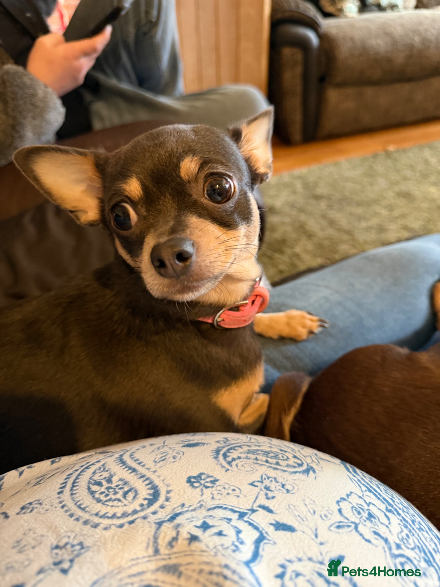 Chihuahua dogs Newborn chihuahua puppies for good homes - Advert 3