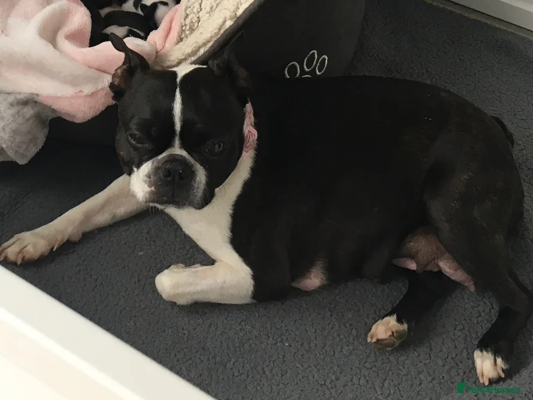 Boston Terrier dogs for sale: 5 BEAUTIFUL BOSTON TERRIER PUPPIES  - Advert 2