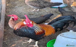 Chickens poultry for sale: Trio of brown leghorns  - Image 2