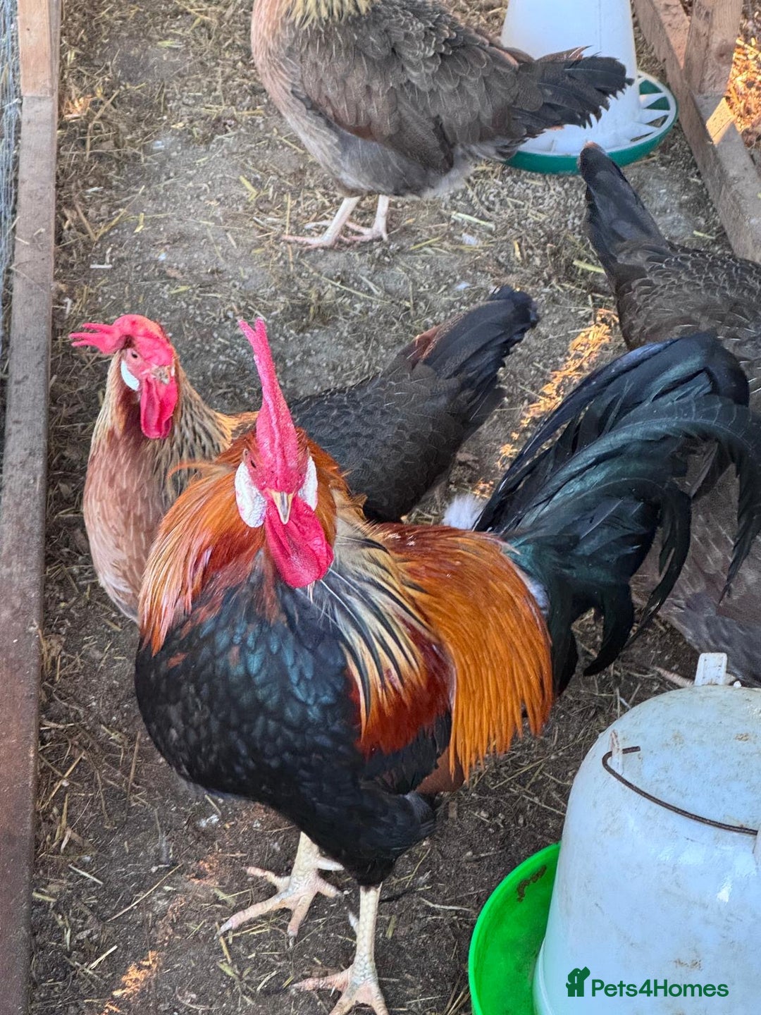 Chickens poultry for sale: Trio of brown leghorns  - Image 2