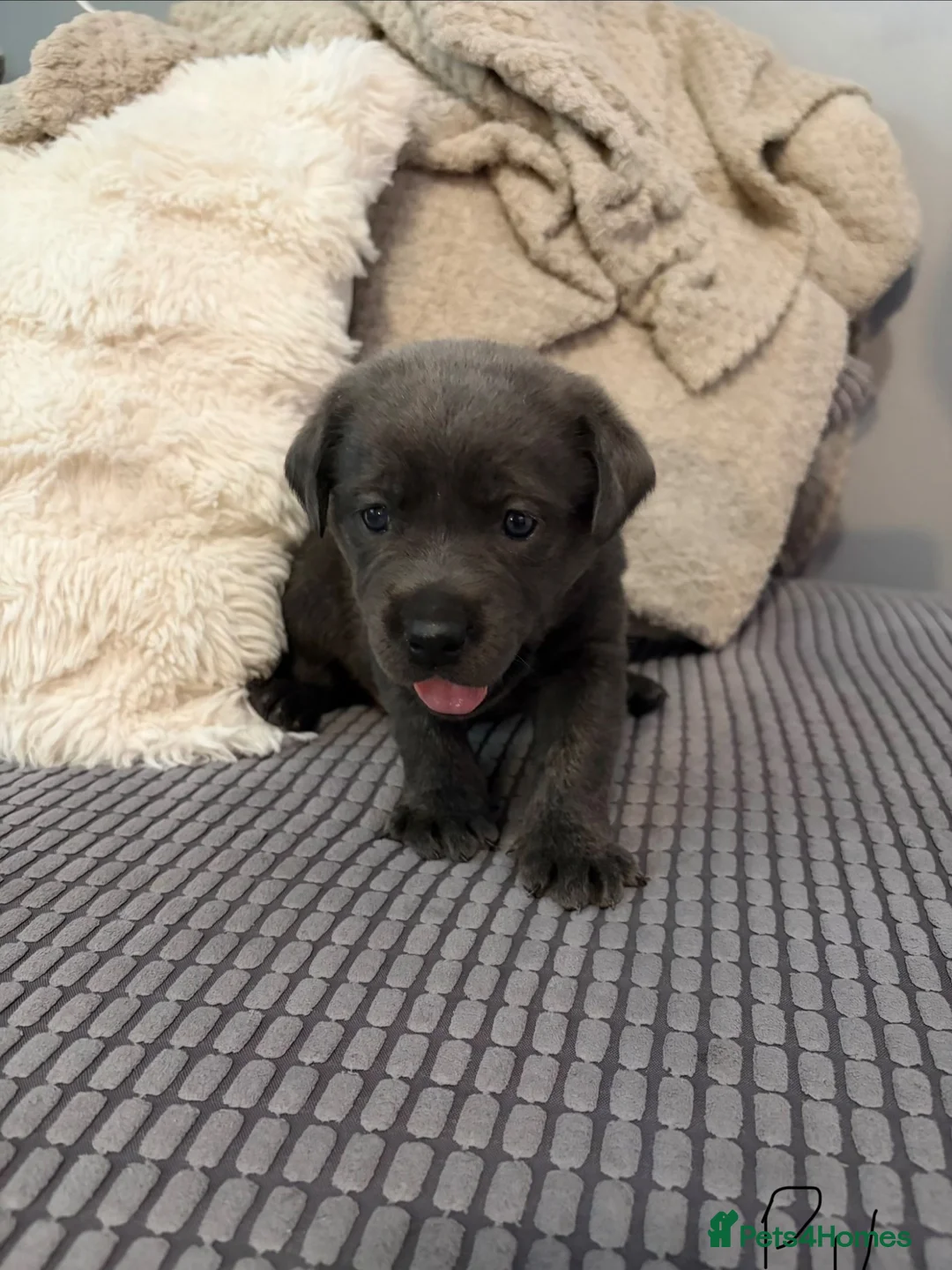 Labrador Retriever dogs for sale: Now taking deposits on my beautiful babies - Advert 2