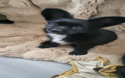 Mixed Breed dogs for sale: Amazing papillon cross  puppies. Ready to go. - Image 11