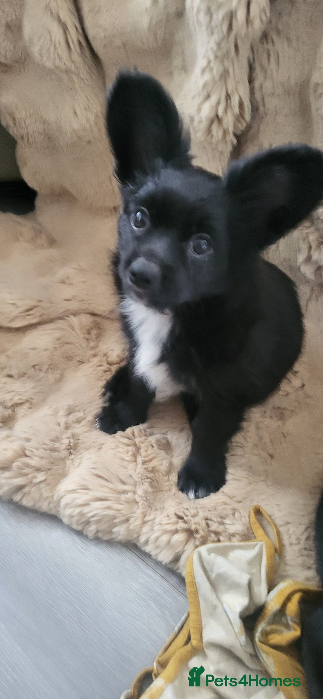 Mixed Breed dogs for sale: Amazing papillon cross  puppies. Ready to go. - Image 11