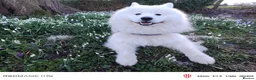 Samoyed dogs for stud: KC Registered Samoyed Male Available for Stud - Advert 10