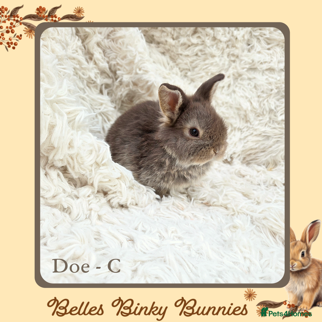 Mini Lop rabbits for sale: 🧡 SOLD 🧡 Baby Mini Lop 🧡 - Advert 4