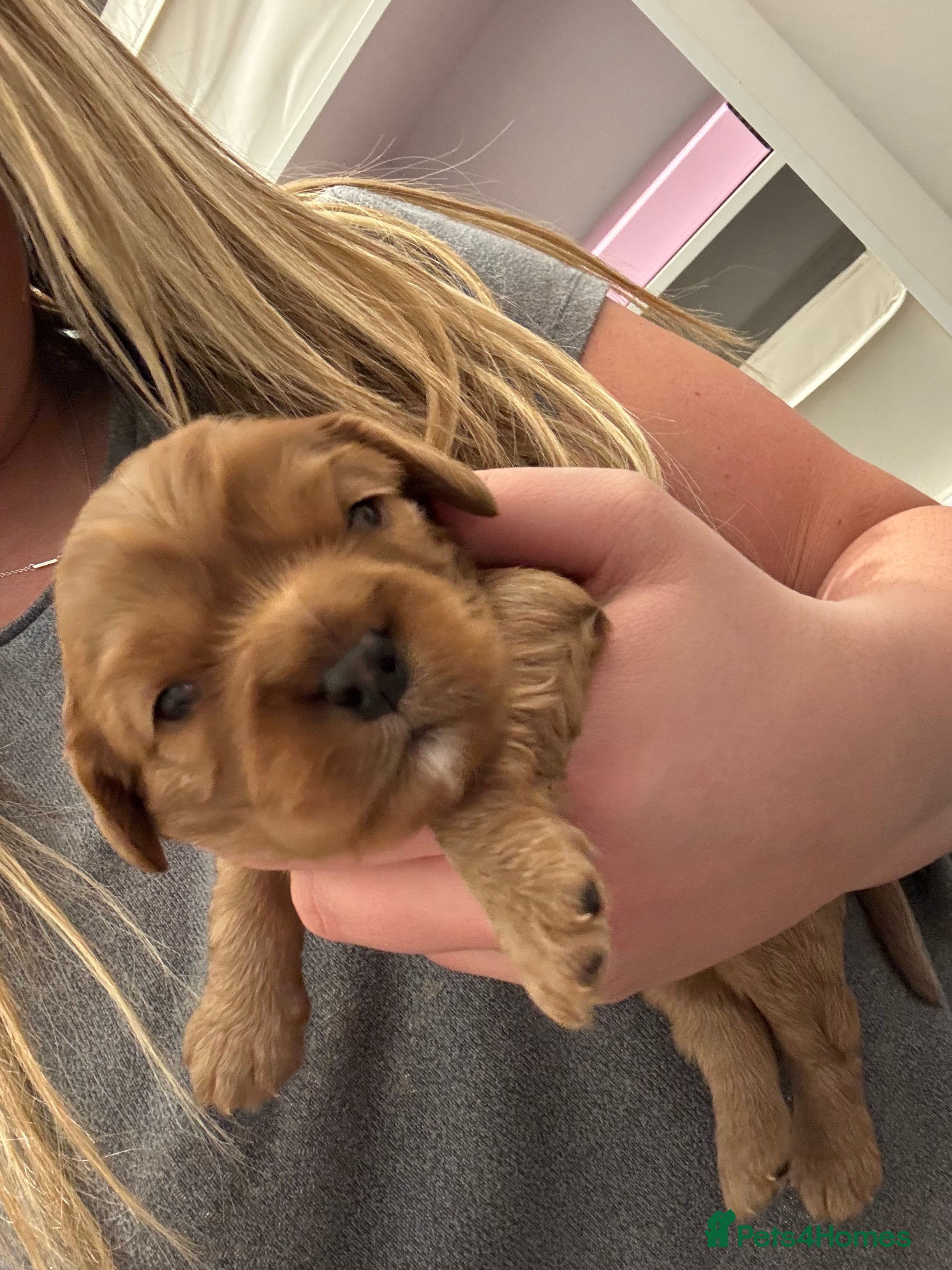 Cavalier King Charles Spaniel dogs ✨KC & DNA Clear Cavalier King Charles Spaniel ✨ - Advert 16