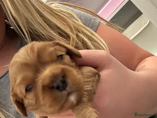 Cavalier King Charles Spaniel dogs ✨DNA Clear Cavalier King Charles Spaniel ✨ - Advert 12