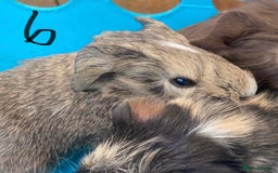 Guinea Pig rodents for sale: 6no beautiful baby guinea pigs - mixed - Image 8