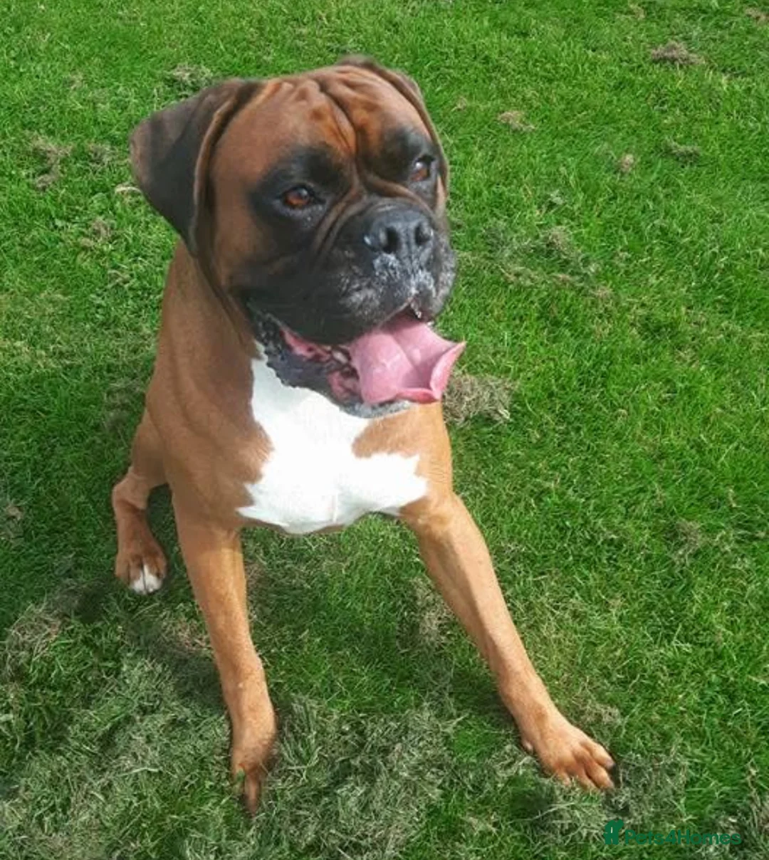 Boxer dogs for sale: 3 puppies available  - Advert 2