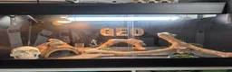 Bearded Dragon reptiles for sale: Male Hypo Zero Bearded Dragon & full set up. - Advert 4