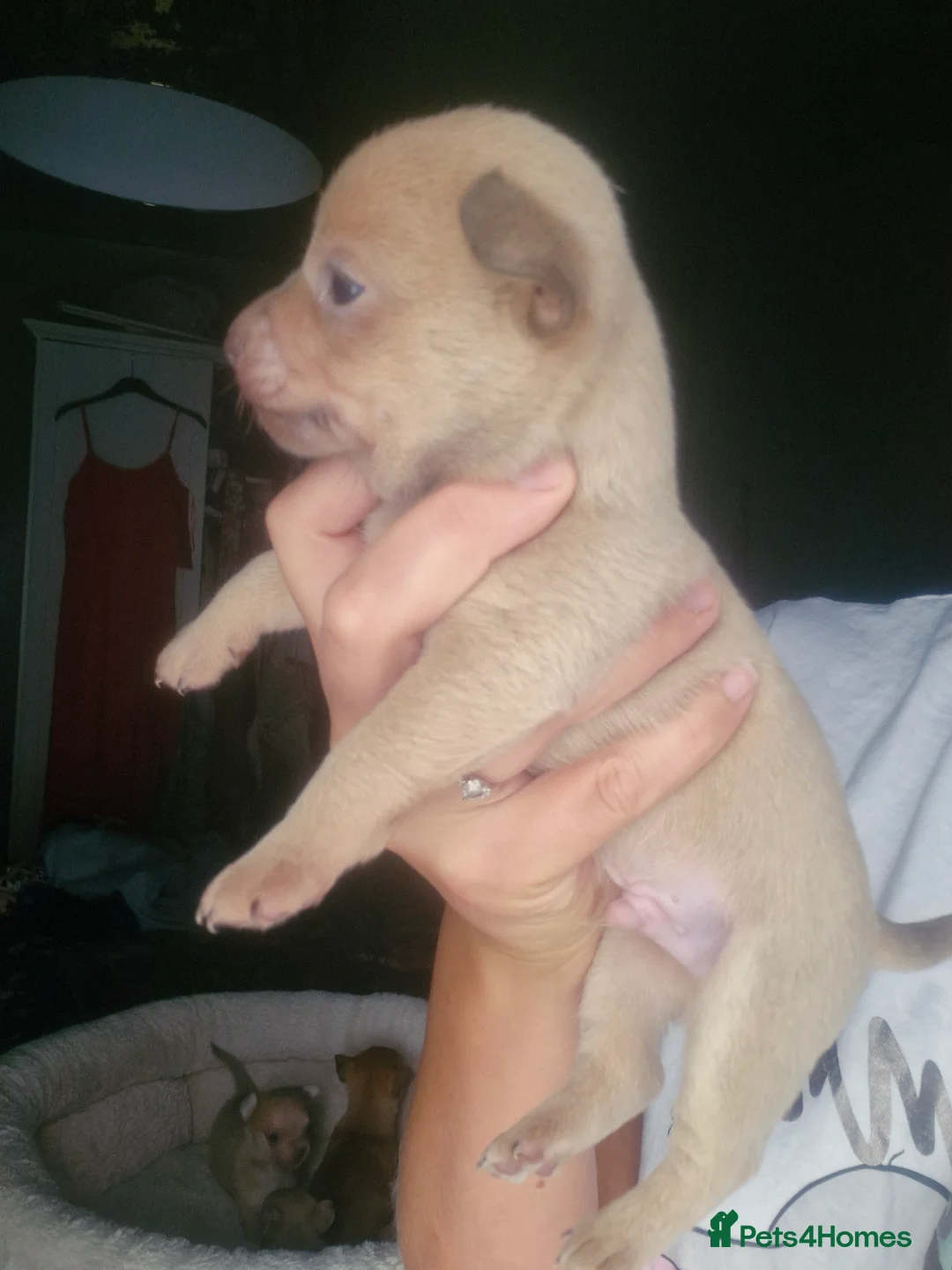 Chihuahua dogs for sale: Tiny chihuahuas 😌 - Advert 19