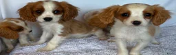 Cavalier King Charles Spaniel dogs for sale: Beautiful King Charles puppys in Stafford - Advert 15