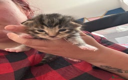 Domestic Shorthair cats for sale: 3 tabby males ready 18/09 - Image 8