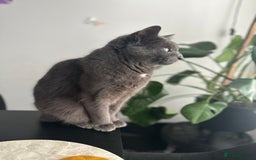 British Shorthair cats for sale: Free Misty Cat looking for home  - Image 1