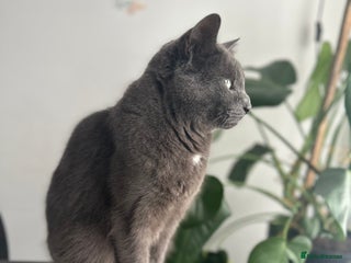 British Shorthair cats - Advert 16