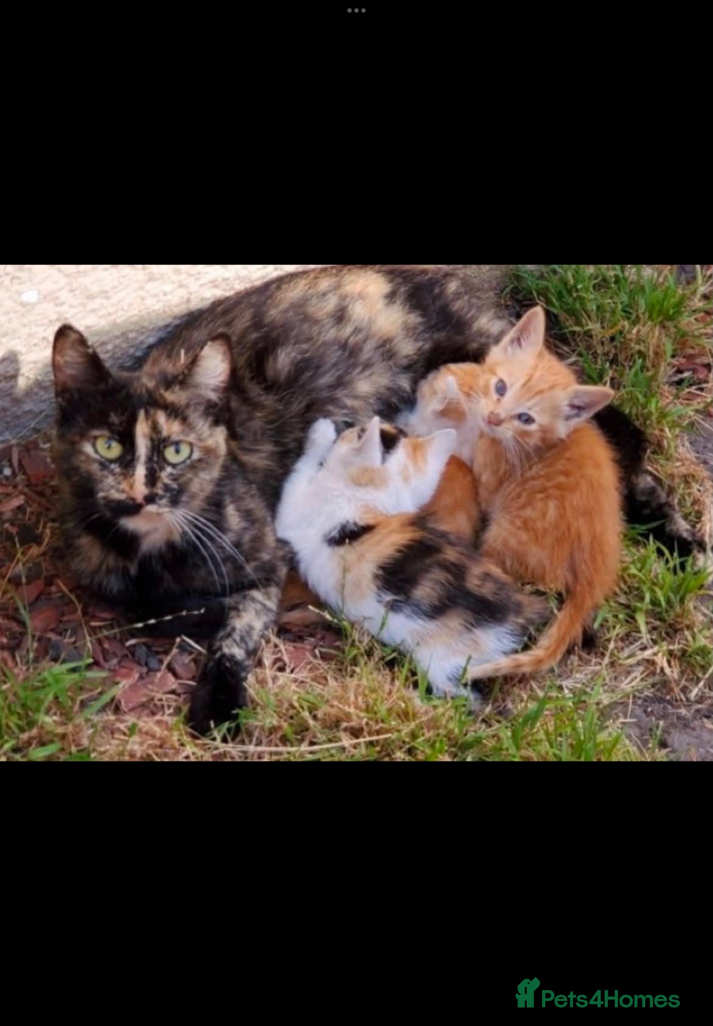 Mixed Breed cats 3 kittens left - Advert 1