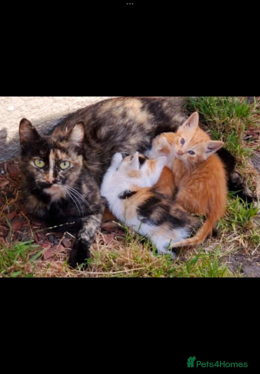 Mixed Breed cats for sale: 3 kittens left in Havant - Advert 1