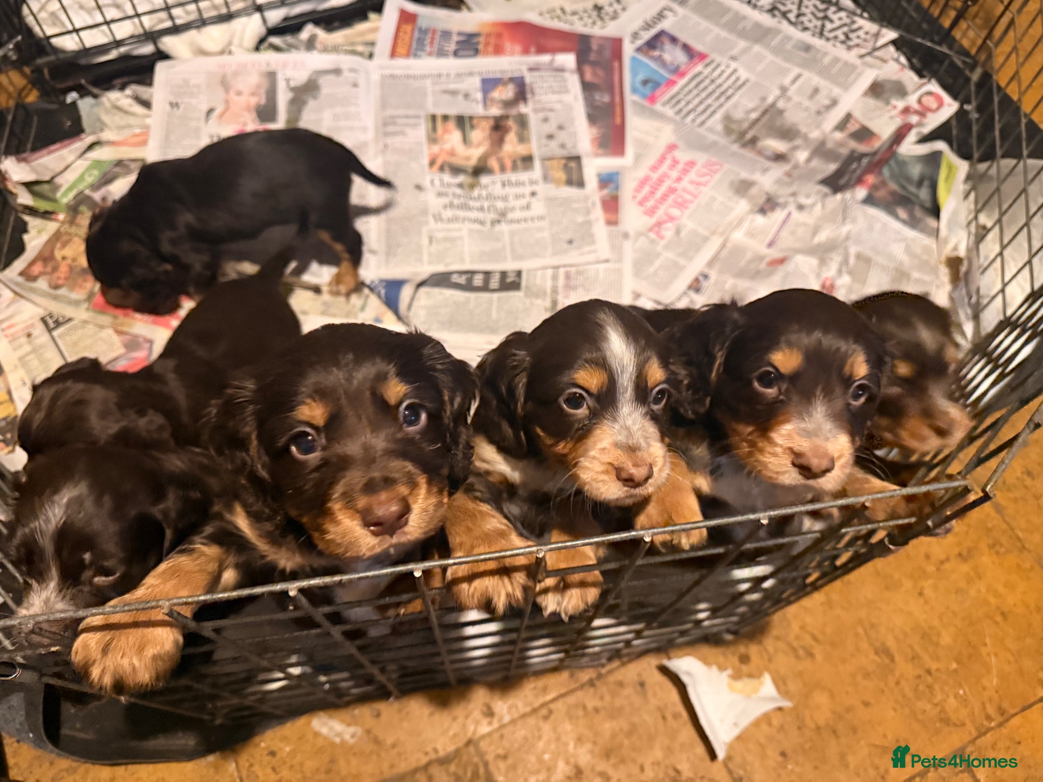 Cocker Spaniel dogs Cocker spaniel puppies  - Advert 1