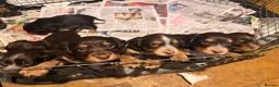 Cocker Spaniel dogs for sale: Cocker spaniel puppies  - Advert 1