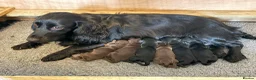 Cocker Spaniel dogs for sale: READY NOW Working (type) Cocker Spaniels KC Reg - Advert 9