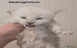 Maine Coon cats for sale: Maine Coon Kittens Black Shaded European Lines - Image 7