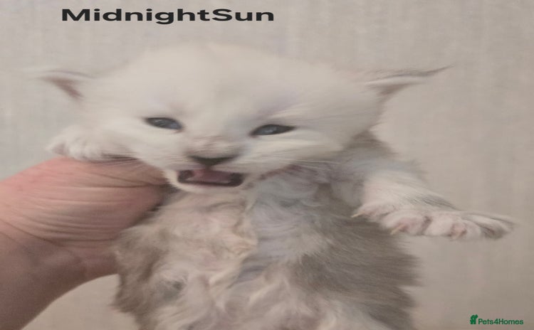 Maine Coon cats - Advert 16