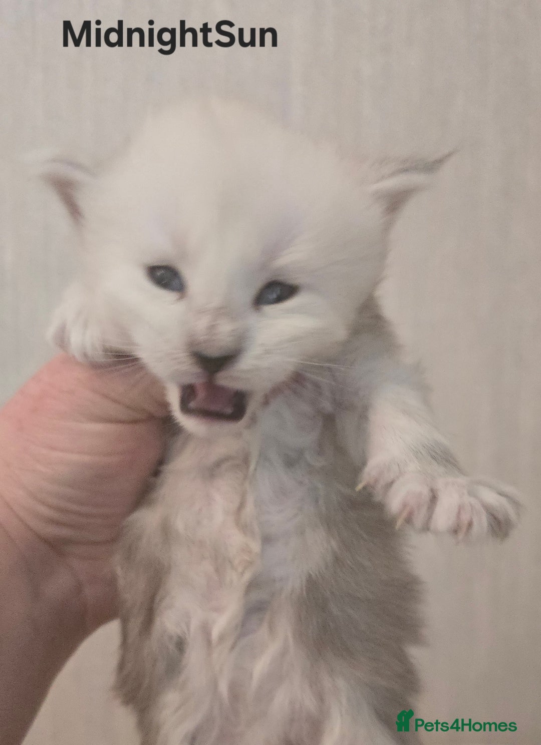 Maine Coon cats for sale: Maine Coon Kittens Black Shaded European Lines - Image 7