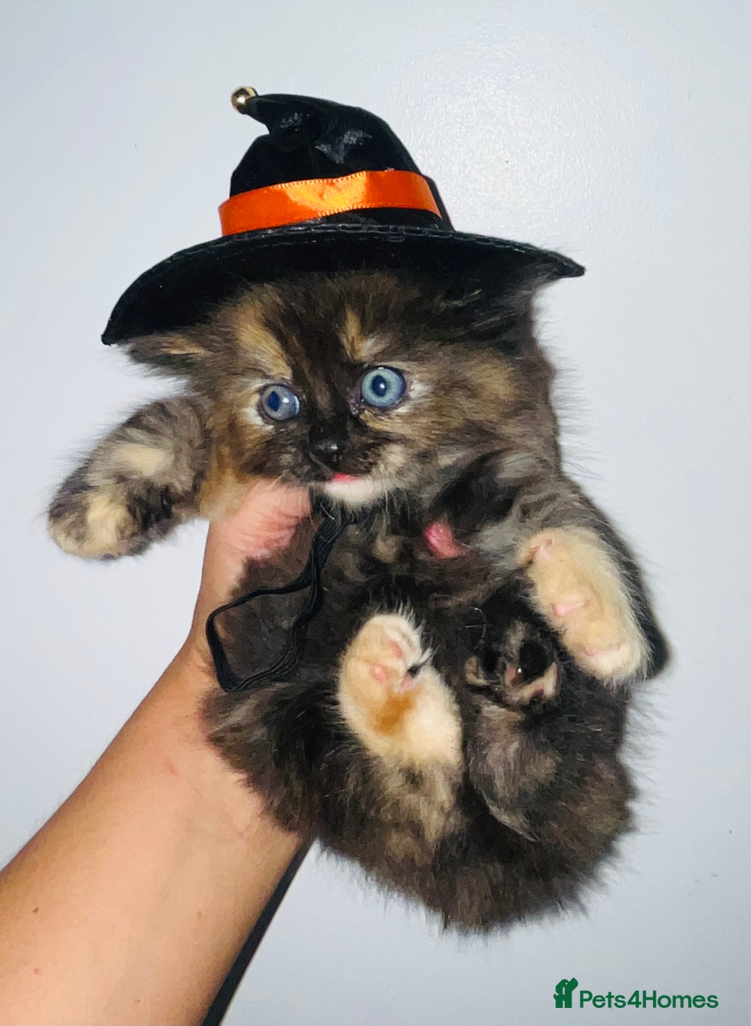 British Shorthair cats for sale: British shorthair X ragdoll  - Image 24