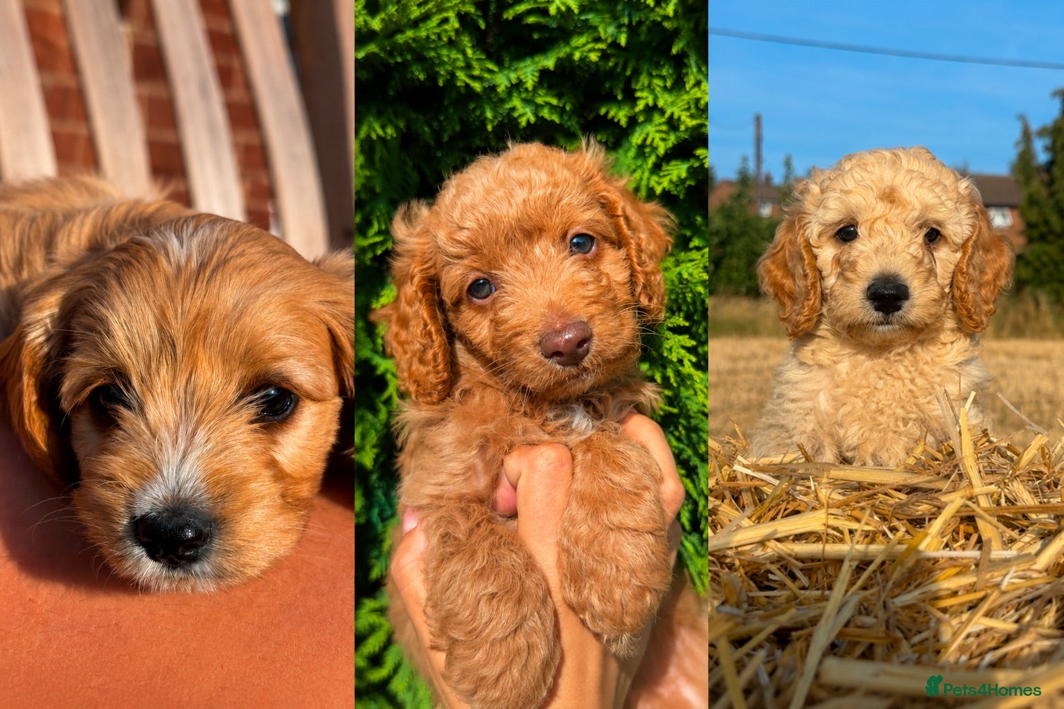 Cockapoo dogs Cockapoo puppies - Advert 1