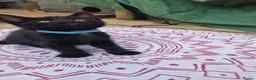 Mixed Breed cats for sale: 10 week old male kitten  - Advert 7