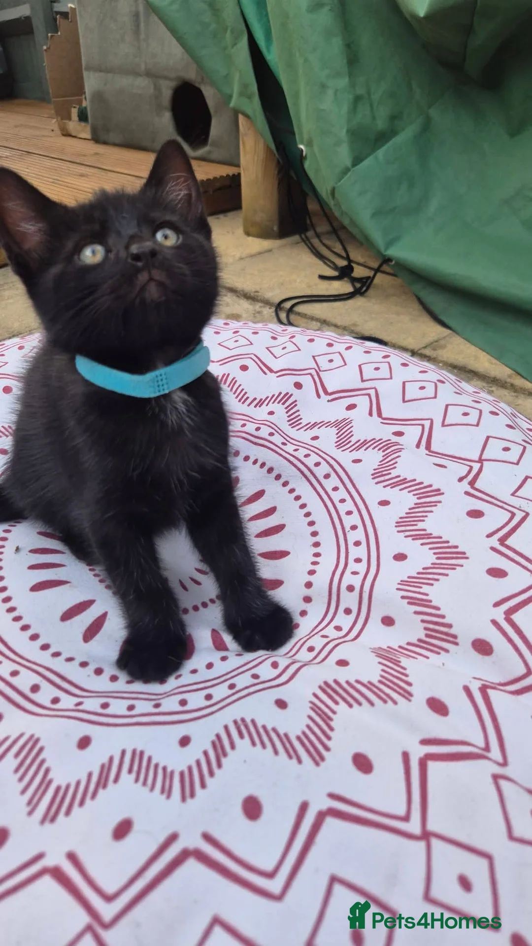 Mixed Breed cats for sale: 10 week old male kitten  - Advert 7