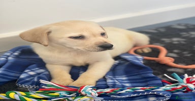 Labrador Retriever dogs - Advert 10