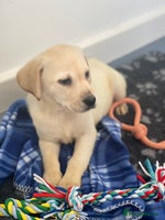 Labrador Retriever dogs - Advert 9