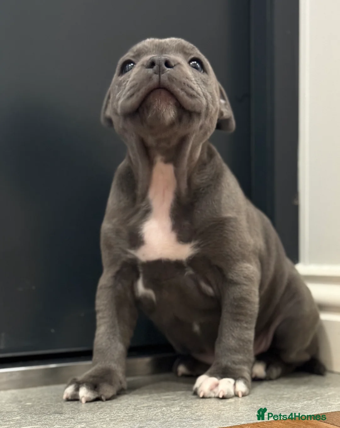 Staffordshire Bull Terrier dogs for sale: ❗️Adorable Staffy Puppies for Sale❗️ - Advert 11