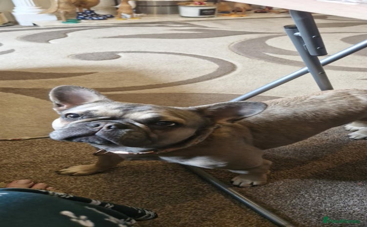 French Bulldog dogs - Advert 1