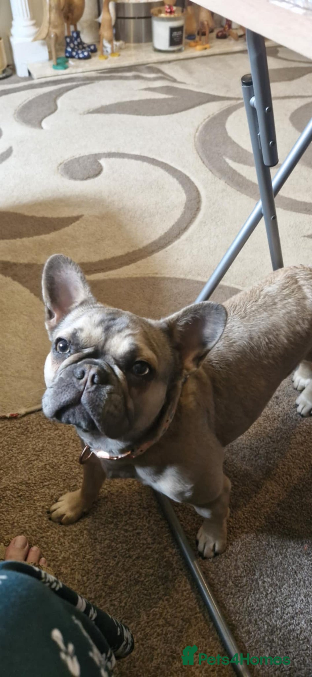 French Bulldog dogs for sale: Need loving home for our girl Millie - Image 1