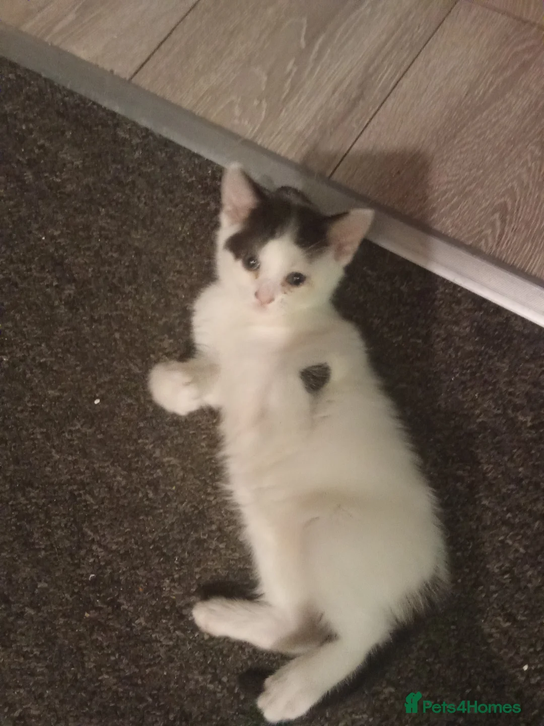 Ragdoll cats for sale: Kittens for sale  - Advert 10