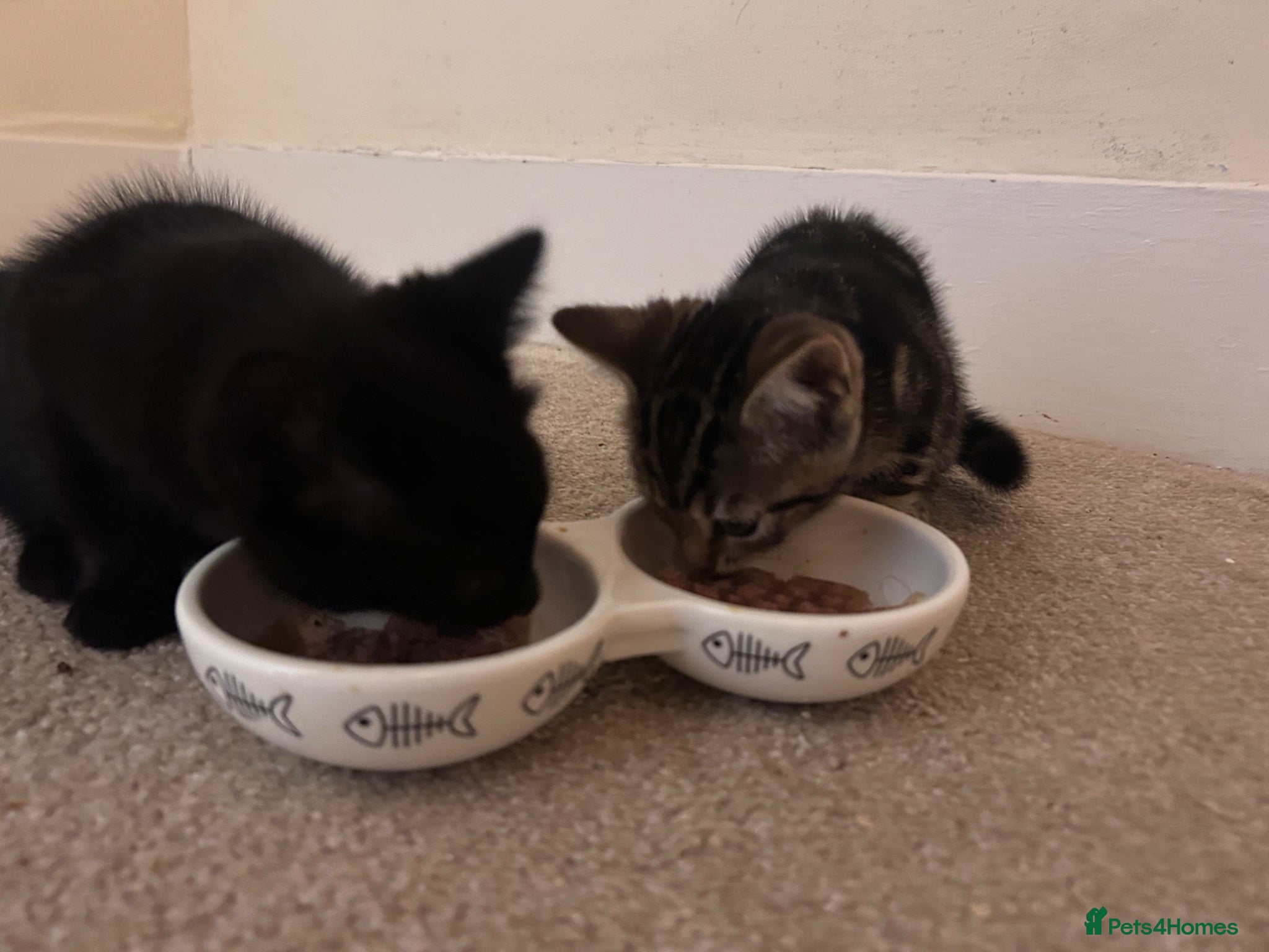 Bengal cats 2 beautiful Bengal mixed kitten girls.  - Advert 11