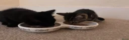 Bengal cats for sale: 2 beautiful Bengal mixed kitten girls.  - Advert 1