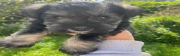 Miniature Schnauzer dogs for sale: Gorgeous Miniature Schnauzer KC reg puppies   - Advert 5