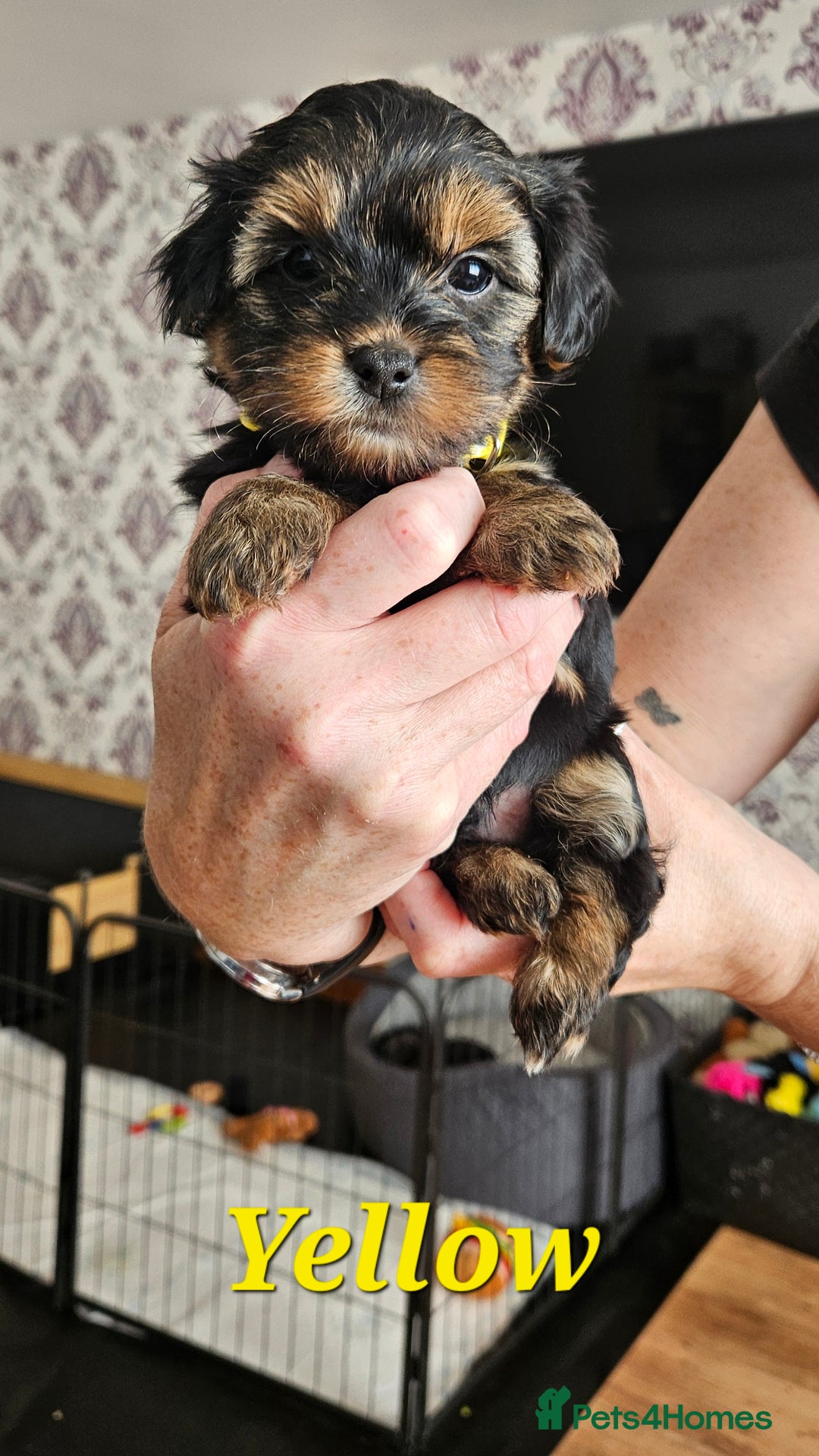 Morkie dogs for sale: Adorable Morkies - Image 3