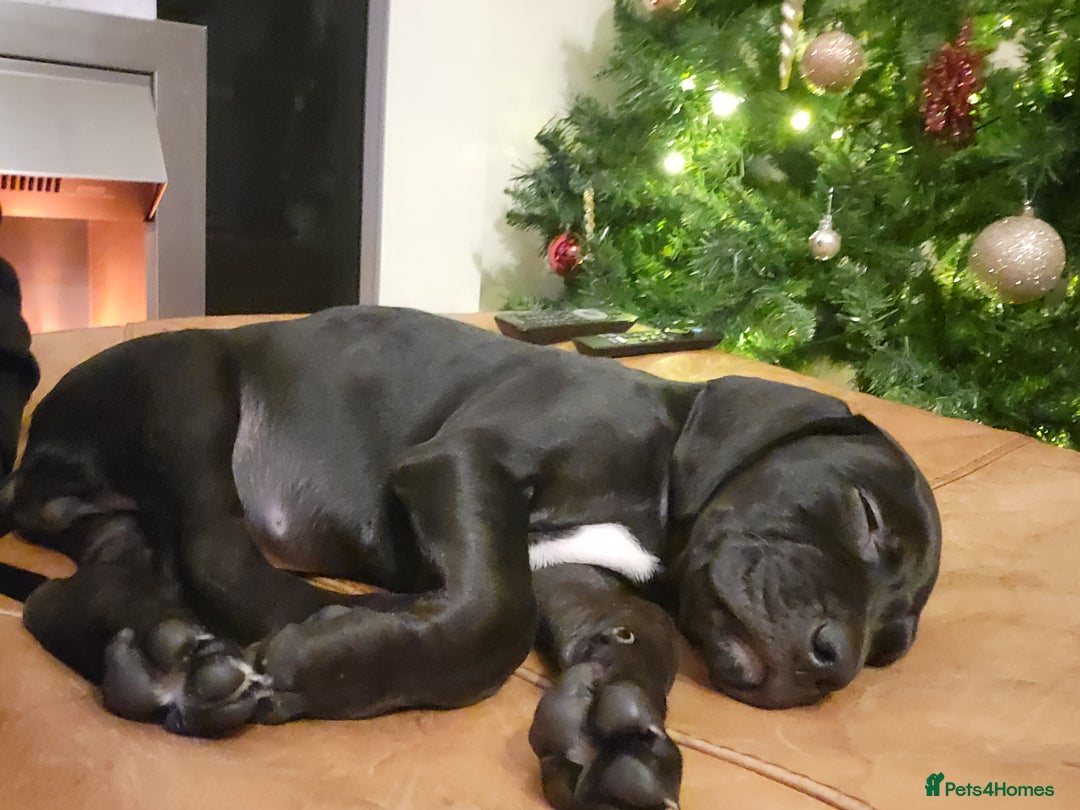 Mixed Breed dogs for sale: Alaunt type dogs - Advert 23